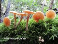 Galerina marginata-amf814-1
